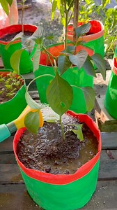 245K views · 1.2K reactions | Green chilli grow tips using compost soil #chilli #gardening #plants #nature #flowers #plantsofinstagram #garden #plant | Rezia Gardening | Facebook