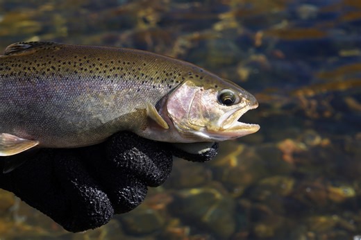 139K views · 2.6K reactions | Rainbow trout are, by far, the most...