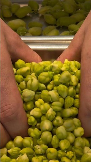 El garbanzo verde: el producto que casi nadie conoce 🌱