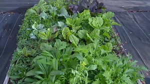 Finding the right time to plant spring crops