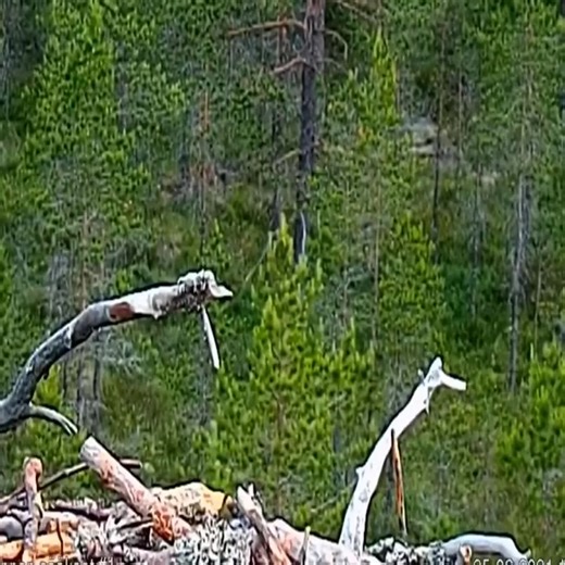 2.4K views · 23 reactions | Crows attack baby eagles #reels #review #viral #trending #hot❤️❤️ #netflix | Pet World | Facebook