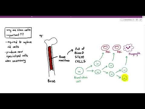 5-8 Stem Cells (Cambridge AS & A Level Biology, 9700)