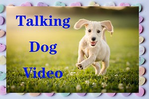 Talking Dog Video – How to Make a Talking Dog Video by Yourself - MiniTool MovieMaker