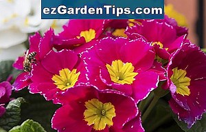 Polyanthus Plant Care 🌱 Tips Jardineros - Es.ezGardenTips.com