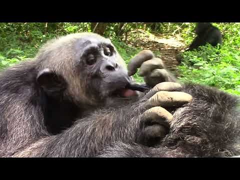 Chimpanzees Grooming: Stanley and Gabby