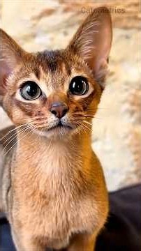 World's Smartest Cat Breeds #catometrics #catbreed #smartcat #catbreeds #catfacts #catownertips