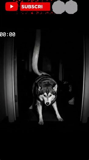 CCTV Captures a Husky Struggling in a Python’s Grip #Shorts