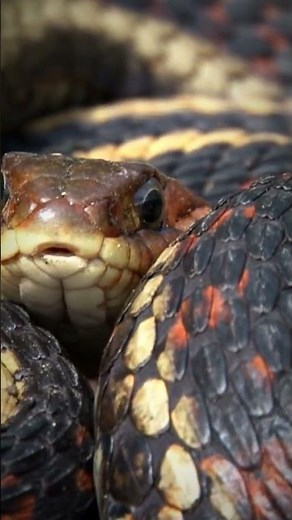 A Snake's Sensory Superpower! #snakes #animalfacts