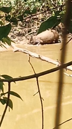 #pigs are eating #mussels I guess | JimmyDean Sims