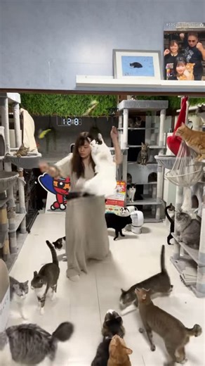 もふもふテレビ【公式】 on Instagram: "猫じゃらし師匠とハッチ世界新記録。 #猫じゃらし歴 #もふもふテレビ"