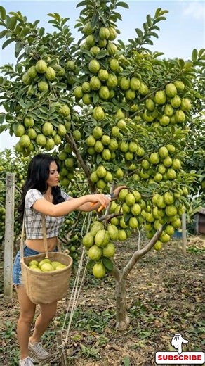 The easiest way to get a bountiful guava tree fast #ycfee #farming #farm