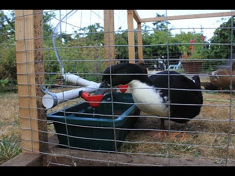 DIY duck watering system - Clean, easy, scaleable.