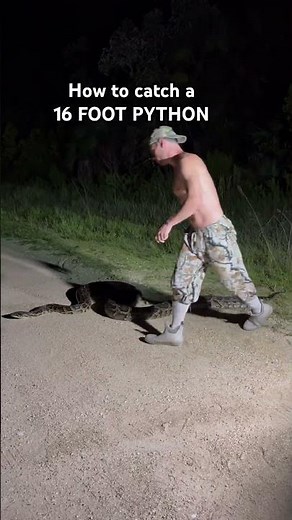 How to catch a 16 FOOT PYTHON by hand!