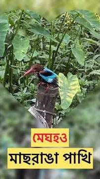 Stork Billed Kingfisher