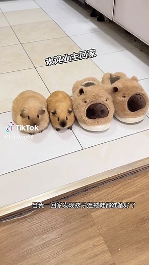 Cute Animals Compilation