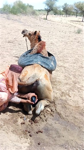 فتاةٌ صحراوية تُضحي براحتها لتمنح الإبل نسيمَ الراحة في لهيب الصحراء