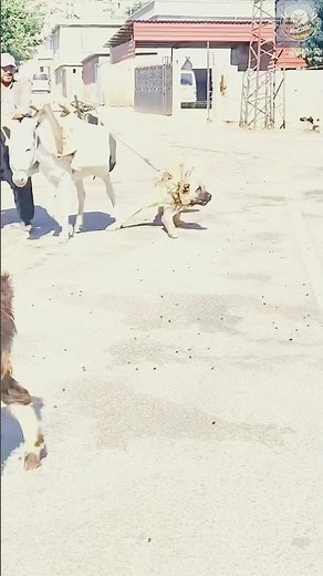 Turkish Kangal – The World's Most Fearless Dog!