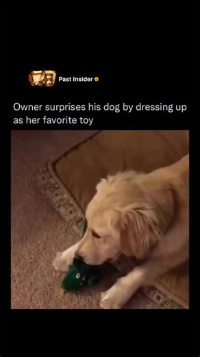 Past Insider | History | In 2016, a Golden Retriever named Jolene became a viral sensation after her owner, Ben Mesches, surprised her in a unique way. Knowing that... | Instagram