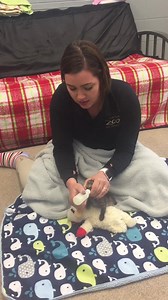 Meet our newest animal ambassador, Timmy! Timmy is a 2.5-week-old bobcat cub, who is getting some extra hands-on care after he was diagnosed with pneumonia. As with any young animal, their immune system can be easily compromised. This little guy came to us from another facility, as our team is often contacted by other zoos around the country for our expertise in raising young animals that need extra care. He will be getting a bottle up to five times a day until he is big enough to start eating m