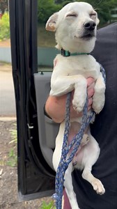 Davey just got neutered and he’s still as happy as ever. This little guy will be available for adoption very soon, so keep an eye on our website! | Orphan Annie Rescue