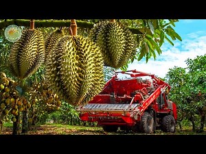 How Farmers Harvest Durians: Amazing Durian Harvesting and Processing