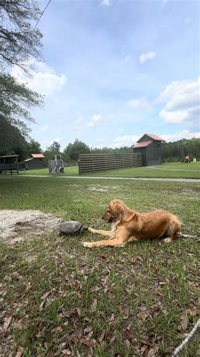 Maisy has so many 🐢 friends! #goldenretriever #cuteanimals #funnyanimals #doglife #dogmom #puppy