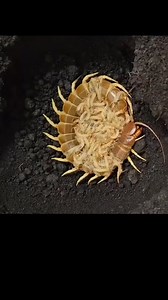 495K views · 1.6K reactions | Motherhood in the wild is brutal, and sometimes fatal  #Matriphagy #NatureIsMetal #WildMotherhood #CentipedeFacts #AnimalKingdom #EvolutionUncensored #SurvivalInstinct #ShockingNature #NatureDocumentary #ScienceReel | Ignite your mind | Facebook