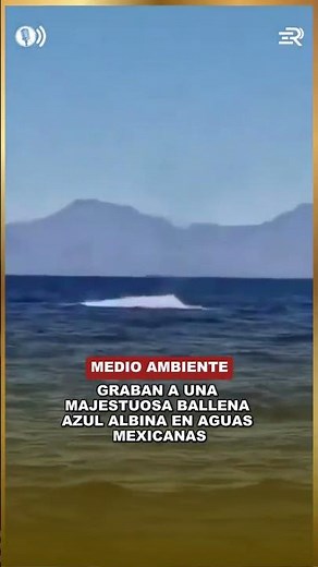 A majestic albino blue whale was filmed in Mexican waters.