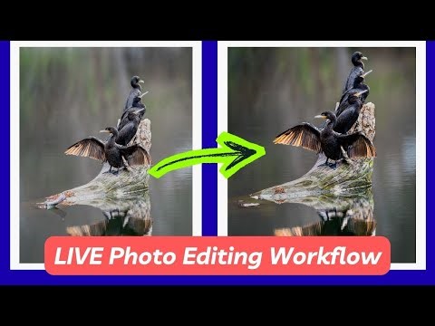 How to Edit Amazing Bird Photos in Lightroom. (My Workflow)