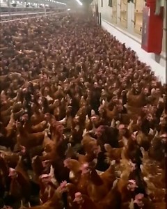 Is this what you imagine a 'cage free' egg farm to look like? 19,000 chickens living on top of one another inside a huge shed, deprived of sunlight, fresh air or any type of quality of life. Eggs = suffering. Free range, cage free, organic, it's all factory farming. 🎥: Animal Save Movement #chickens #animalrights #veganforthenaimals #cagefree #eggs 👉 For free help going vegan: https://bit.ly/VeganFTA22 | Vegan FTA