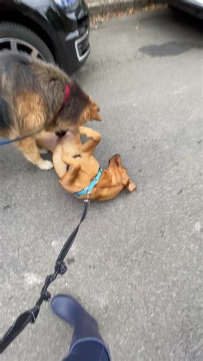 Understanding the Fox Red Labrador Breed Characteristics