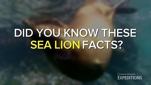 51K views · 136 shares | How much do you actually know about sea lions? | National Geographic Animals | Facebook