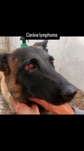 Ahmed Hammam on Instagram: "Lymphoma is a type of malignant cancer arising from lymphocytes (a kind of white blood cell). In dogs, it’s one of the most common cancers. While many cases are multicentric (systemic), lymphoma can also involve the eye or surrounding tissues either as a primary tumor or secondary to systemic disease. In the eye, lymphoma may occur in various places: Intraocular tissues (e.g., retina, uvea); Periocular and orbital tissues (e.g., eyelid or retrobulbar space); Conjuncti