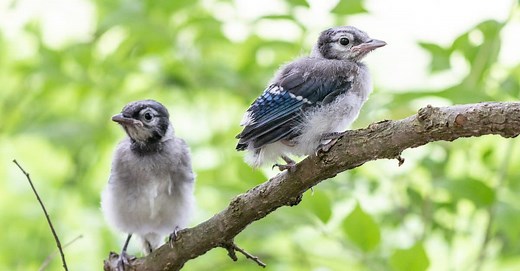 What’s a Baby Blue Jay Called   4 More Amazing Facts and Pictures!
