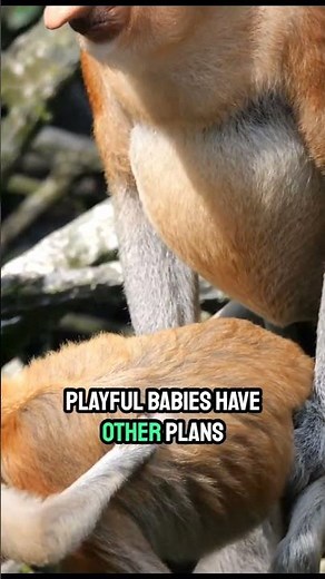 🐒🌳 Monkey Mating Interrupted by Playful Babies! #Shorts