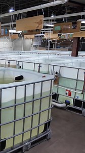 13K views · 129 reactions | Overfeeding shrimp can lead to death BUT...