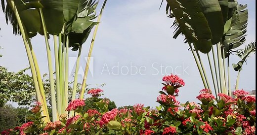 Tropical plants and garden park Accra Ghana nature 4K. Botanical garden around the temple of The Church of Jesus Christ of Latter-day Saints in Accra, Ghana. Colorful plants, flowers and trees.
