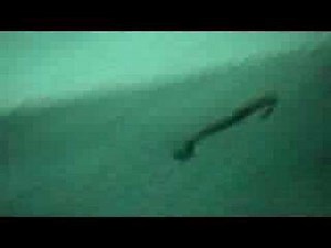 Yamamoto Swimming Senko Bass fishing lure