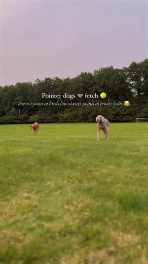 An amazing point, nonetheless 😍 #weimaraner #pointer #pointerdog | Bird Dog Gang