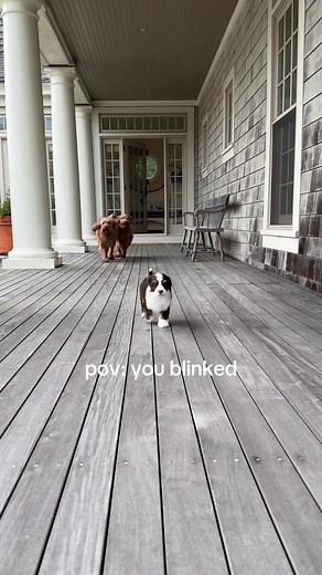 All Grown Up: Mini Labradoodle's Sweet Supervision