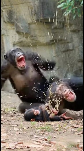 “Chimp Dad Regrets Everything After His Kid Blasts Him in the Face 💩🐒”