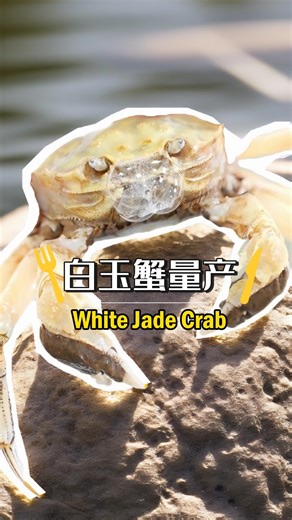 As the best time for tasting hairy #crabs comes along with the autumn, a rare white-shell crab variety named "White Jade Crab" has caught many eyes. After eight years of research and development by a team led by Wu Xugan, a professor at the School of Aquatic and Life #Sciences at Shanghai Ocean University, this special variant is seeing the first season of mass production and now serving on family tables in the Yangtze River Delta region. | China Daily