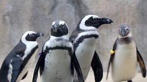 Endangered African Penguins Flock to Lincoln Park Zoo
