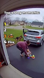 Top 4 Times Dogs Saved Human Lives #shorts