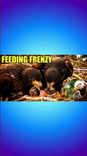 Sandy and Luna | Feeding Frenzy | Big Bear Lake Nest Cam!
