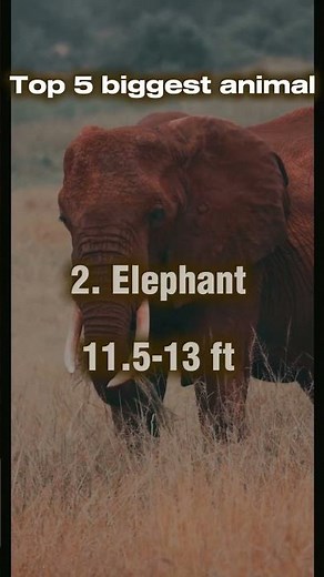 Top 5 Biggest Land Animals on Earth… #1 Is Insane