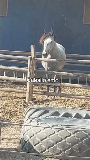 #shorts #horse #real #viral #memes #god #emotional #god #animals #funny #hairstyle #funny #song #ai