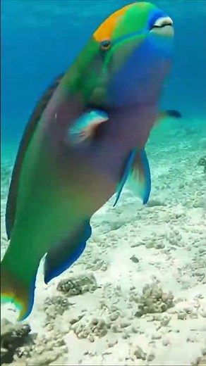 Witness the Vibrant Underwater Life of the Magnificent Queen Parrotfish 🐠