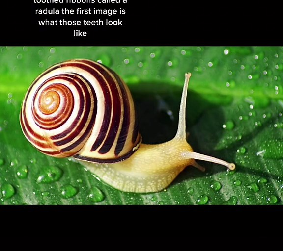 Chime he/him on TikTok