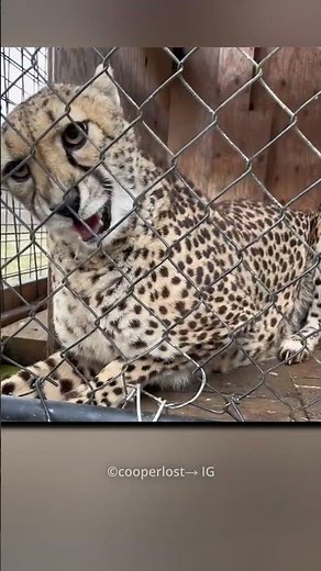 This Man Found A Injured Cheetah😍